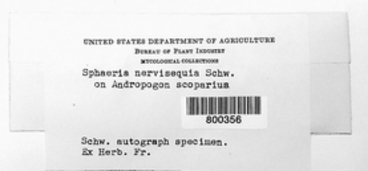 Phyllachora americana image